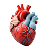 Heart & Metabolic